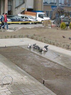 Portofoliu Casrom Garden