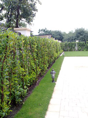 Portofoliu Casrom Garden