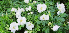 Trandafiri Cityflor -Gufo della Neve&reg;;